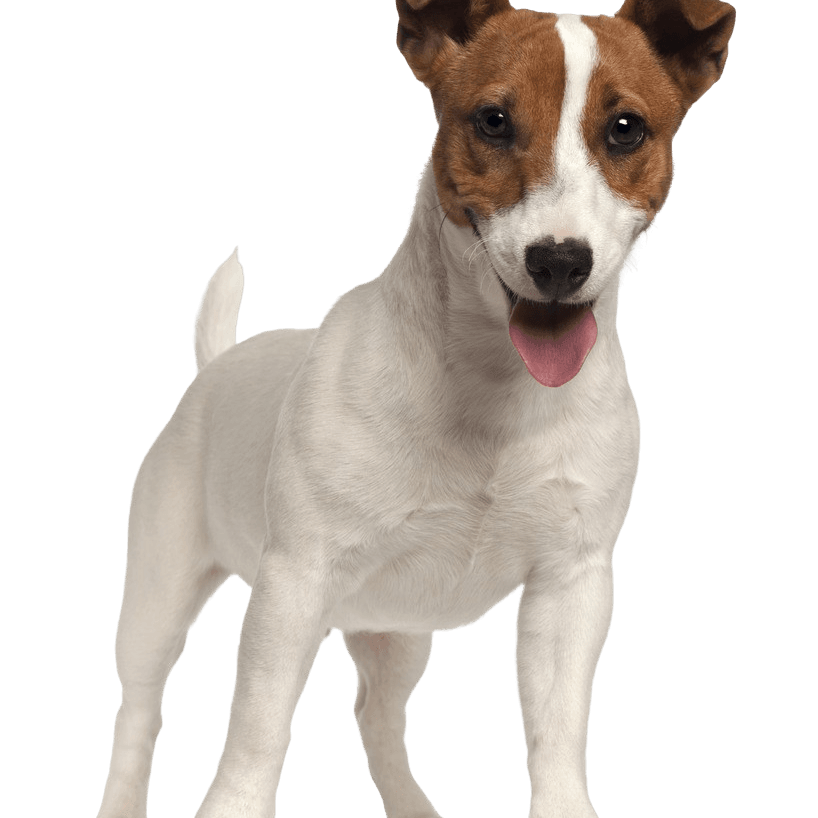 Descripción de la raza Jack Russell Terrier