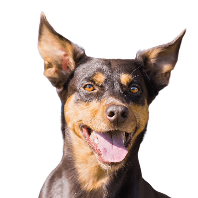 Descripción de la raza Kelpie, perro con orejas puntiagudas de Australia, perros pastores australianos, raza de perro crema marrón