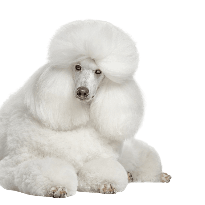 Descripción de la raza King Poodle