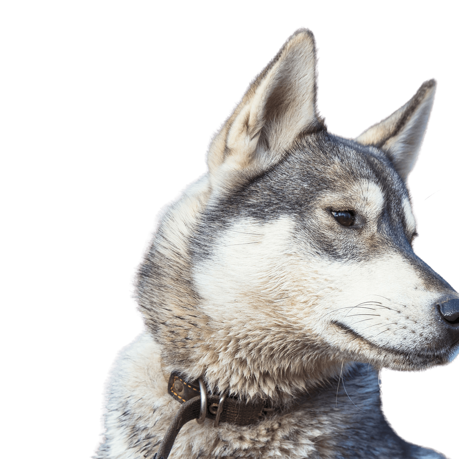 Perro parecido al lobo, Husky de Rusia, Laika de Siberia Occidental, Perro gris y blanco para la caza, Perro de caza, Perro que soporta bien el frío, Perro de pelaje espeso, Perro con la cola enroscada, Orejas puntiagudas en el perro, Perro que ama la nieve, Perro parecido al Husky, Perro no principiante, Perro gris y blanco