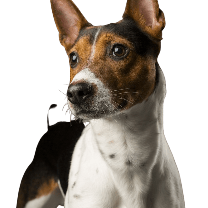 American Rat Terrier, Terrier de América, raza de perro blanco y marrón, perro pequeño con las orejas paradas, retrato de un perro pequeño, perro de compañía, perro de familia