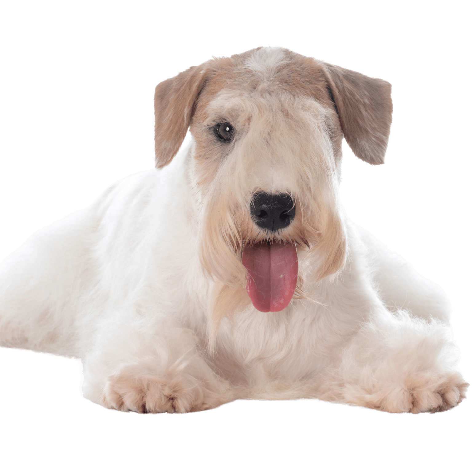 Descripción de la raza Sealyham Terrier, perro de ciudad, perro pequeño principiante blanco con pelaje ondulado, orejas en triángulo, perro con mucho pelo en el hocico, perro de familia, raza de perro de Gales, raza de perro de Inglaterra, raza de perro británica