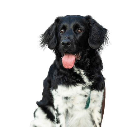 Descripción de la raza Stabyhoun, perro grande blanco y negro de Holanda, perro similar al Border Collie
