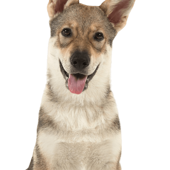 Descripción de la raza Wolfhound de Tamasco