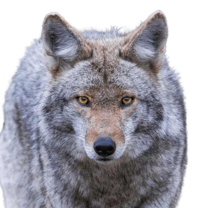 Lobo de las praderas, Descripción de la raza del coyote, Lobo ancho, Lobo americano del desierto, Lobo americano, Lobo estepario, Ancestro del perro