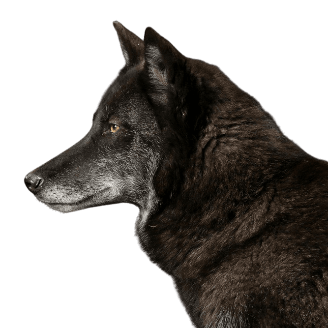 Timberwolf, animal salvaje peligroso, lobo cruzado con perro, lobo negro, lobero, ancestro de los perros