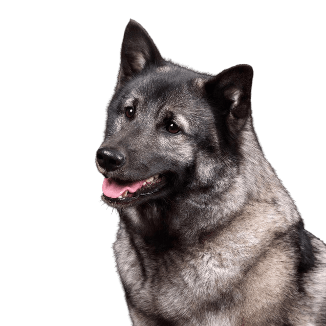 Elkhound noruego gris, perro gris, raza canina de Noruega, perro spitz gris, raza canina escandinava, perro de tamaño medio con pelaje muy largo, pelaje denso y cola enroscada, perro con orejas puntiagudas, perro corredor y de trabajo, raza canina testaruda