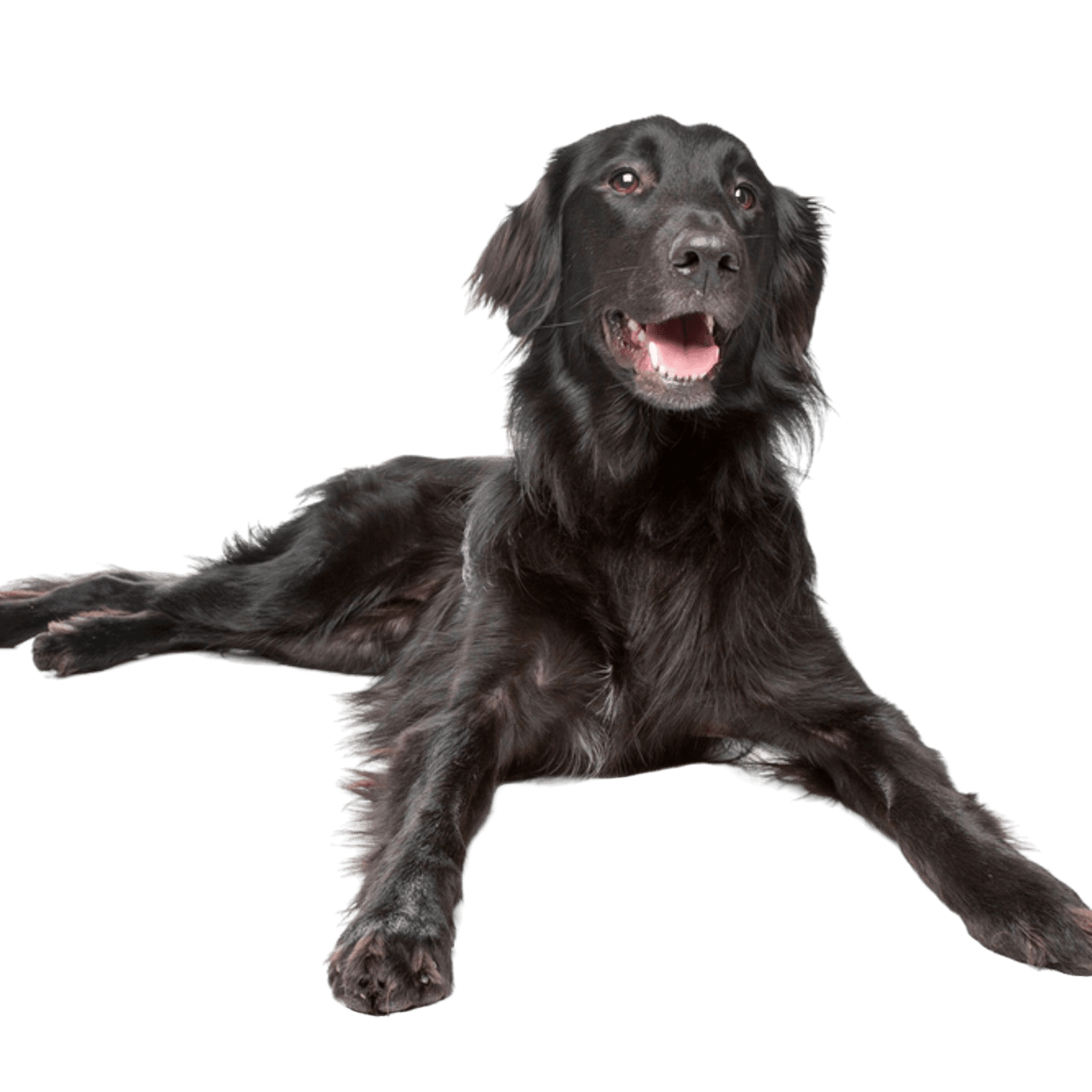 Flatcoated Retriever Negro Descripción de la raza