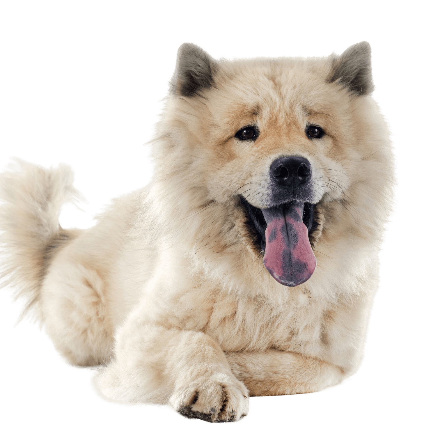 Descripción de la raza Eurasier