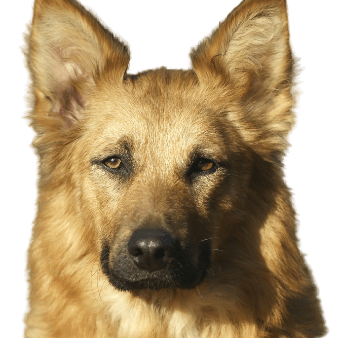 Foto de perfil de Harzer Fox Descripción de la raza de perro Harzer Fox