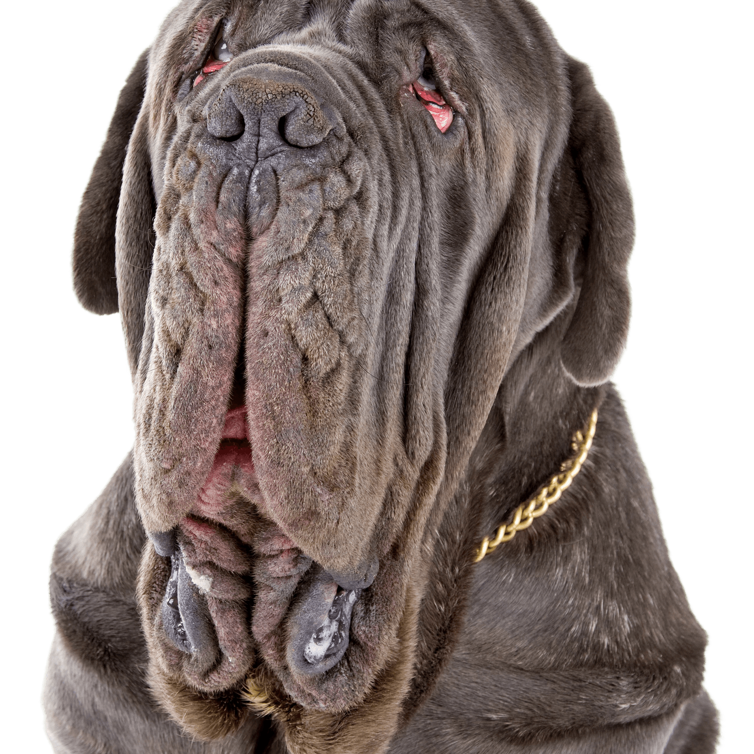 Imagen de perfil del Mastín Napolitano Perfil del Mastín Napolitano Descripción de la raza