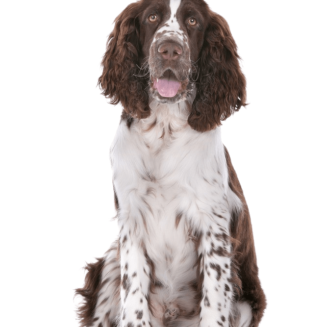 Descripción de la raza Springer Spaniel