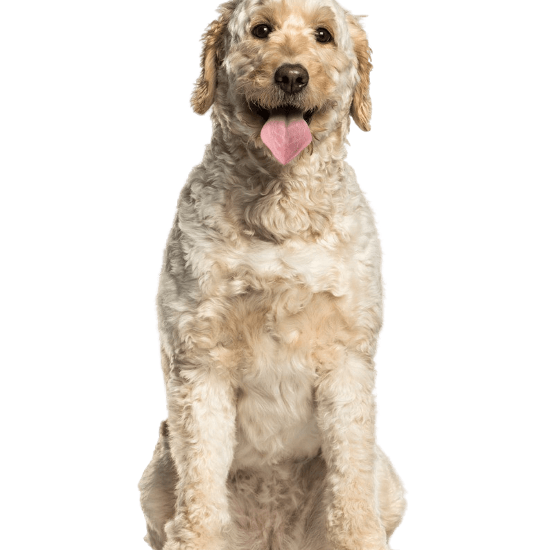 Descripción de la raza Labradoodle