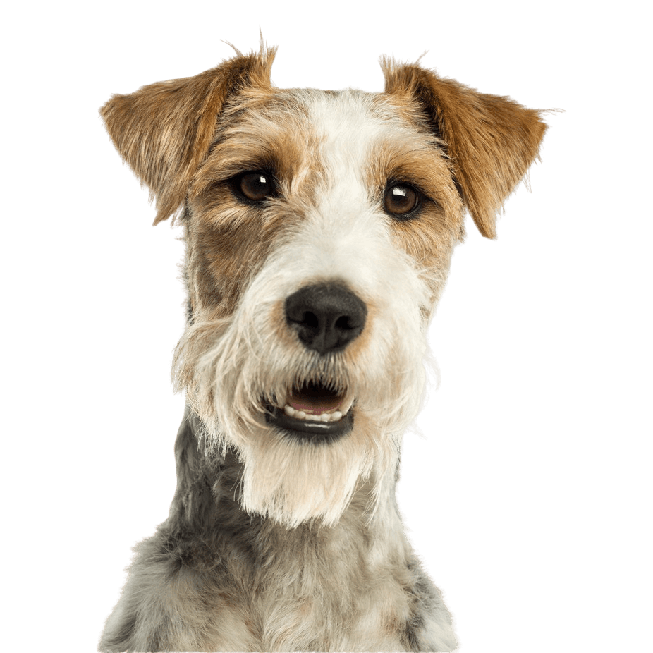 Descripción de la raza Fox Terrier