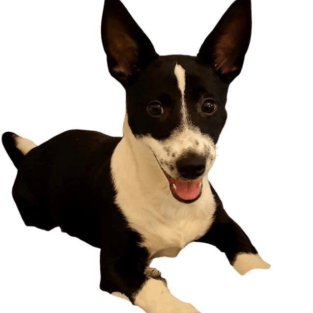 Hund,Hunderasse,Fleischfresser,Begleithund,Schnauze,Arbeitstier,Boston Terrier,Schwanz,Halsband,Landtier,