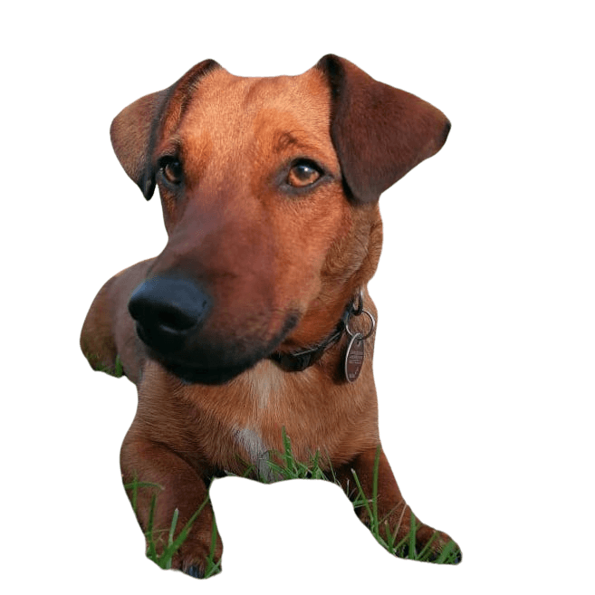 Jackshund © Martina Ehrke Hund,Hunderasse,Fleischfresser,Arbeitstier,Leber,Hundezubehör,Kitz,Begleithund,Schnauze,Sportliche Gruppe,