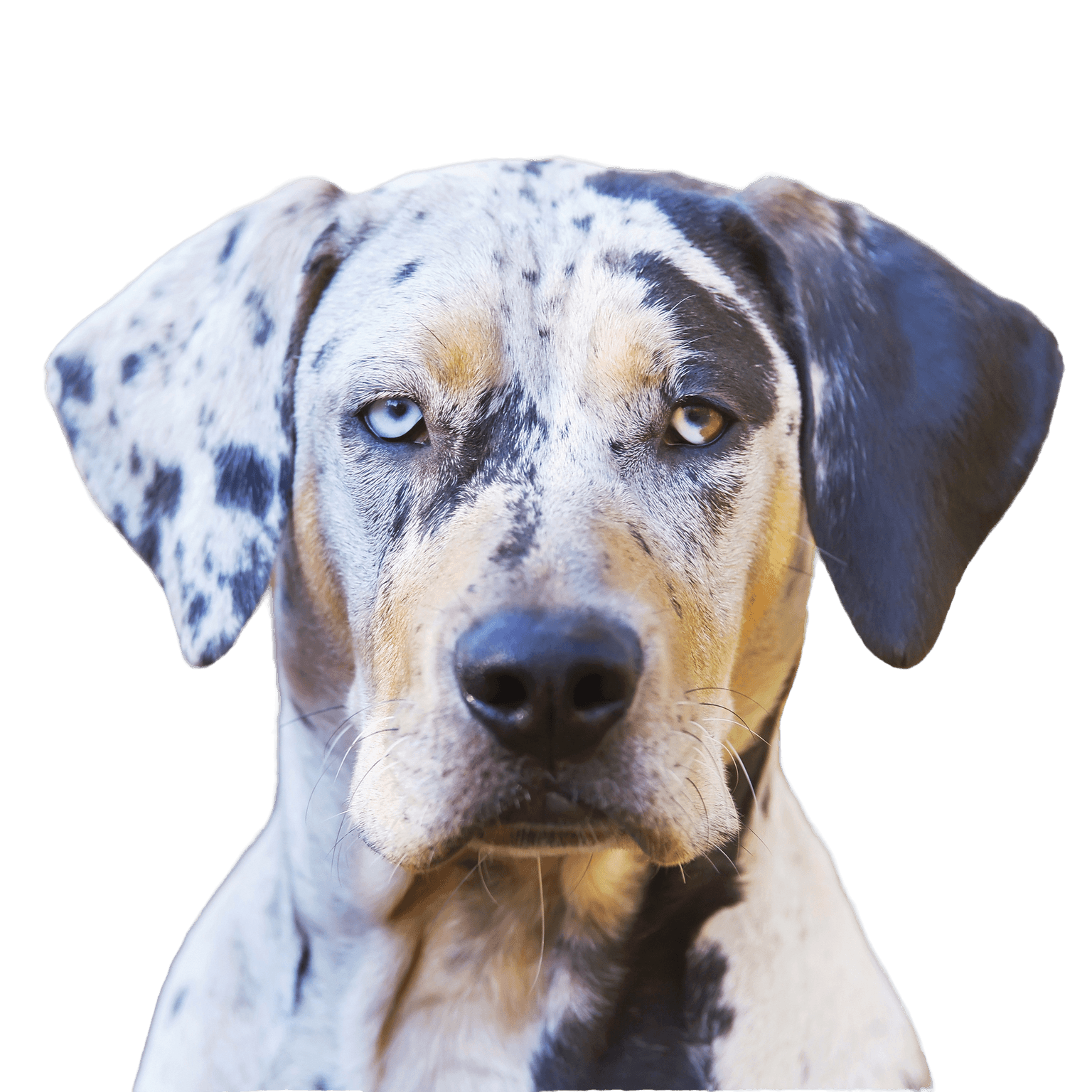 Imagen de perfil del perro Catahoula de Louisana Perfil del perro Catahoula de Louisana Descripción de la raza del perro de color merle