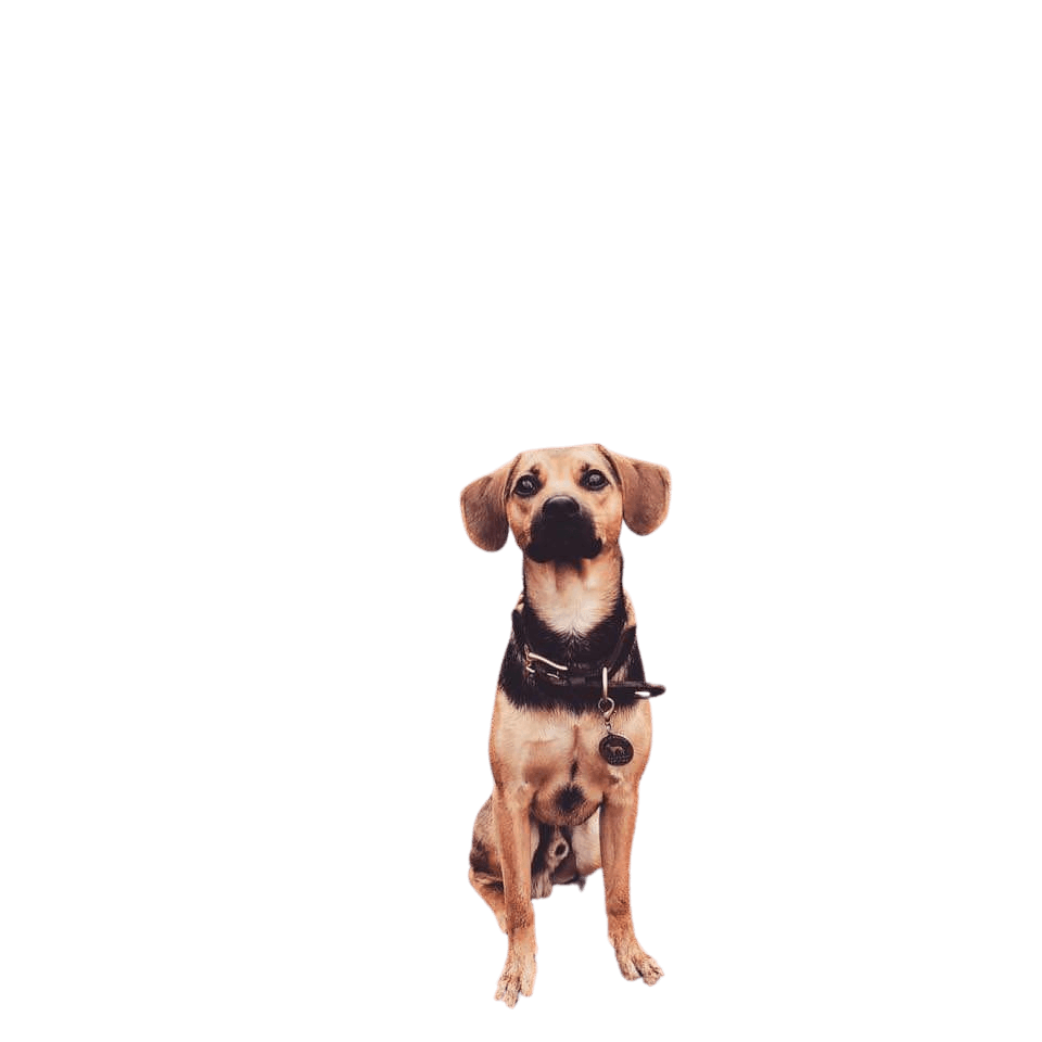 Meagle © Jana Buchleither Hund,Hunderasse,Fleischfresser,Arbeitstier,Leber,Halsband,Begleithund,Kitz,Tierbedarf,Hundebedarf,
