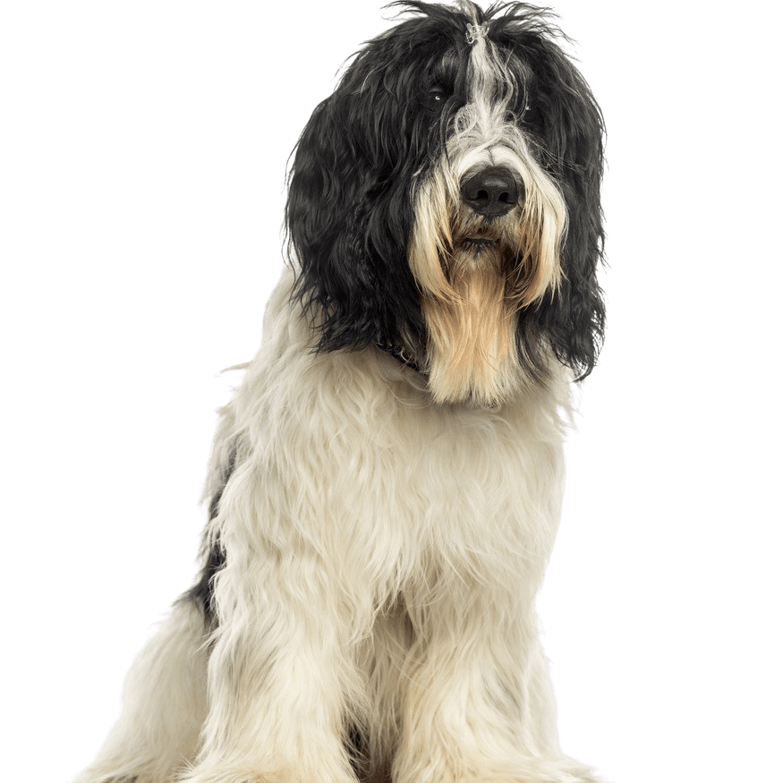 Nederlandse Schapendoes Temperamento, descripción de la raza del perro pastor holandés