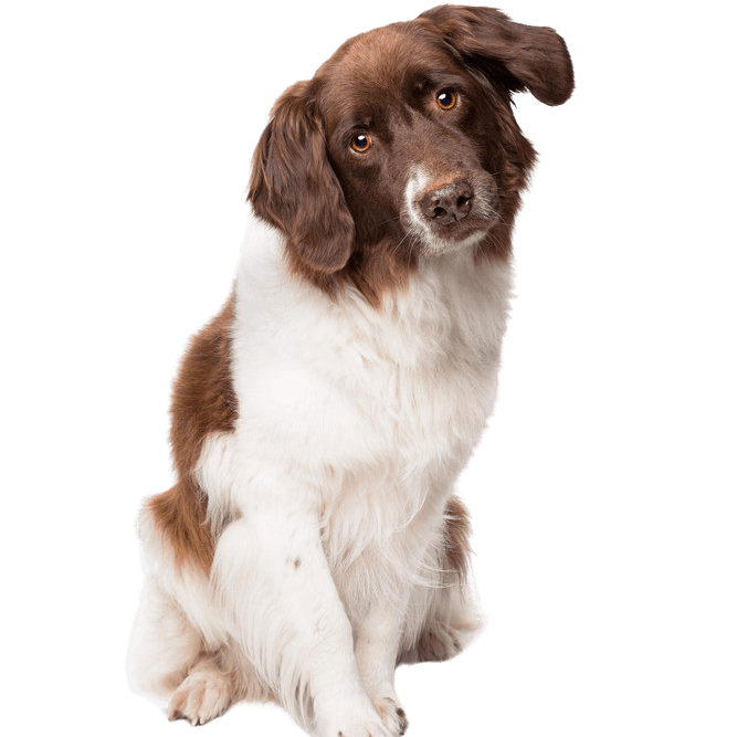 Perro Partrige holandés, raza de perro holandesa de pelo blanco y marrón, perro de familia, raza de perro tricolor