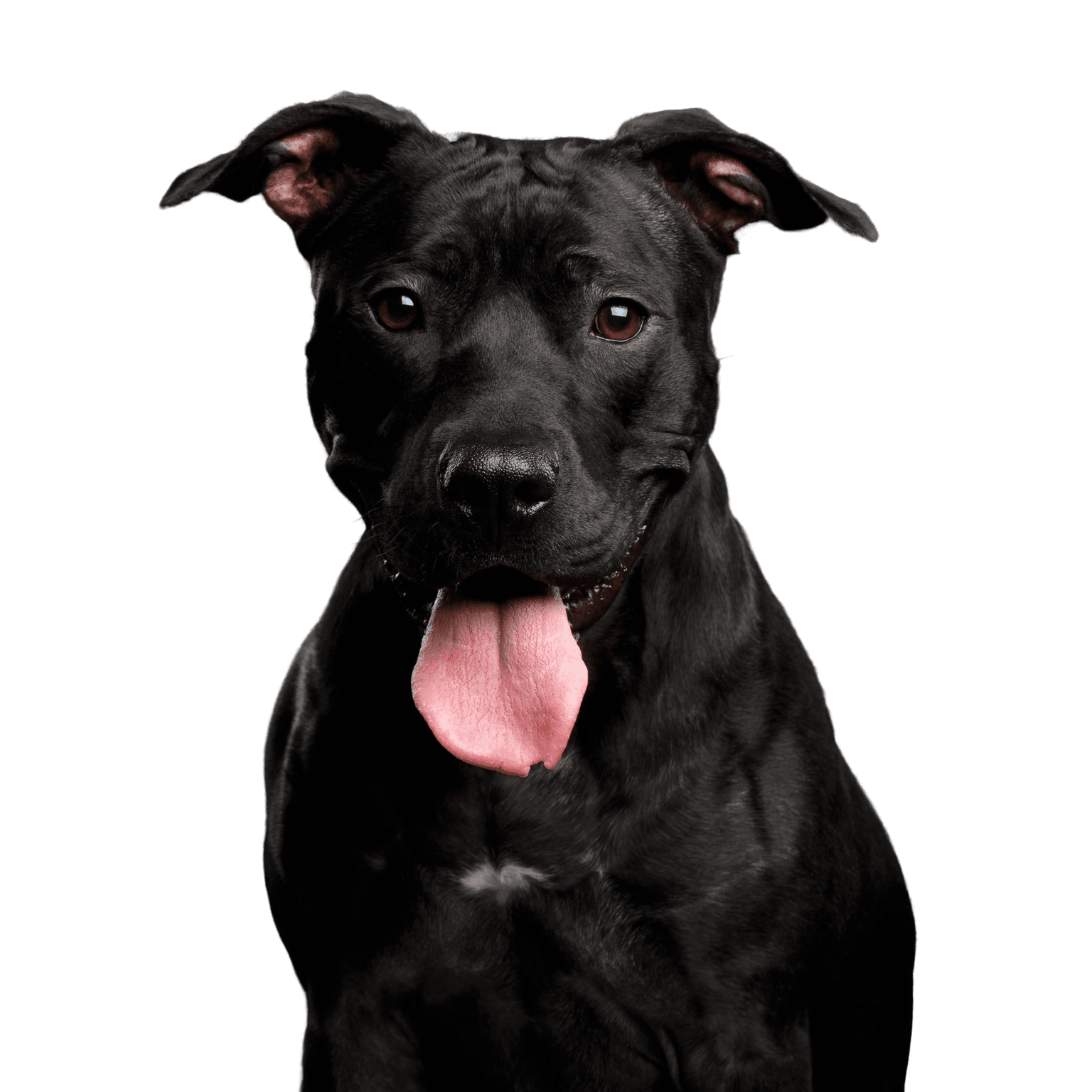 Perro, Vertebrado, Raza de perro, Canidae, Mamífero, Carnívoro, Bozal, American Pit Bull Terrier Negro, Grupo deportivo, Perro de compañía, Perro de pelea, Perro de lista