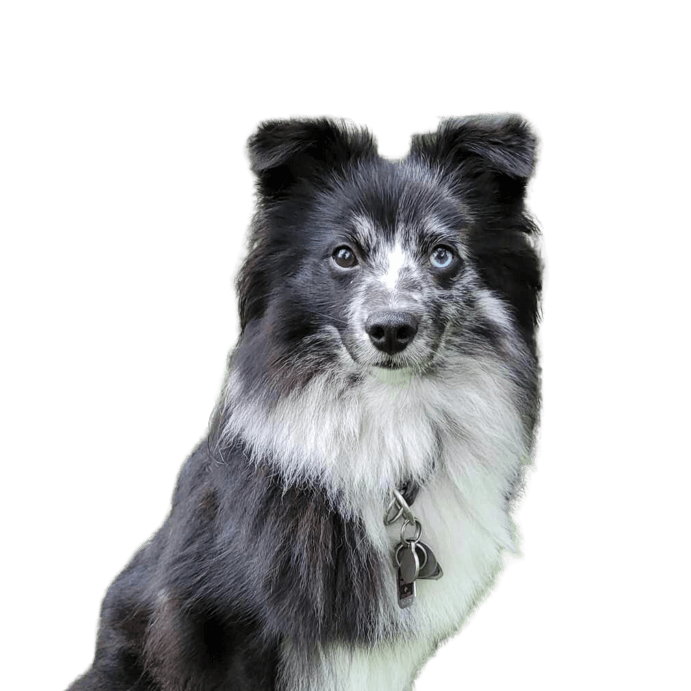 Perro,Carnívoro,Raza de perro,Perro de compañía,Perro pastor,Perro de trabajo,Collie australiano,Bigotón,Border Collie,Grupo deportivo,