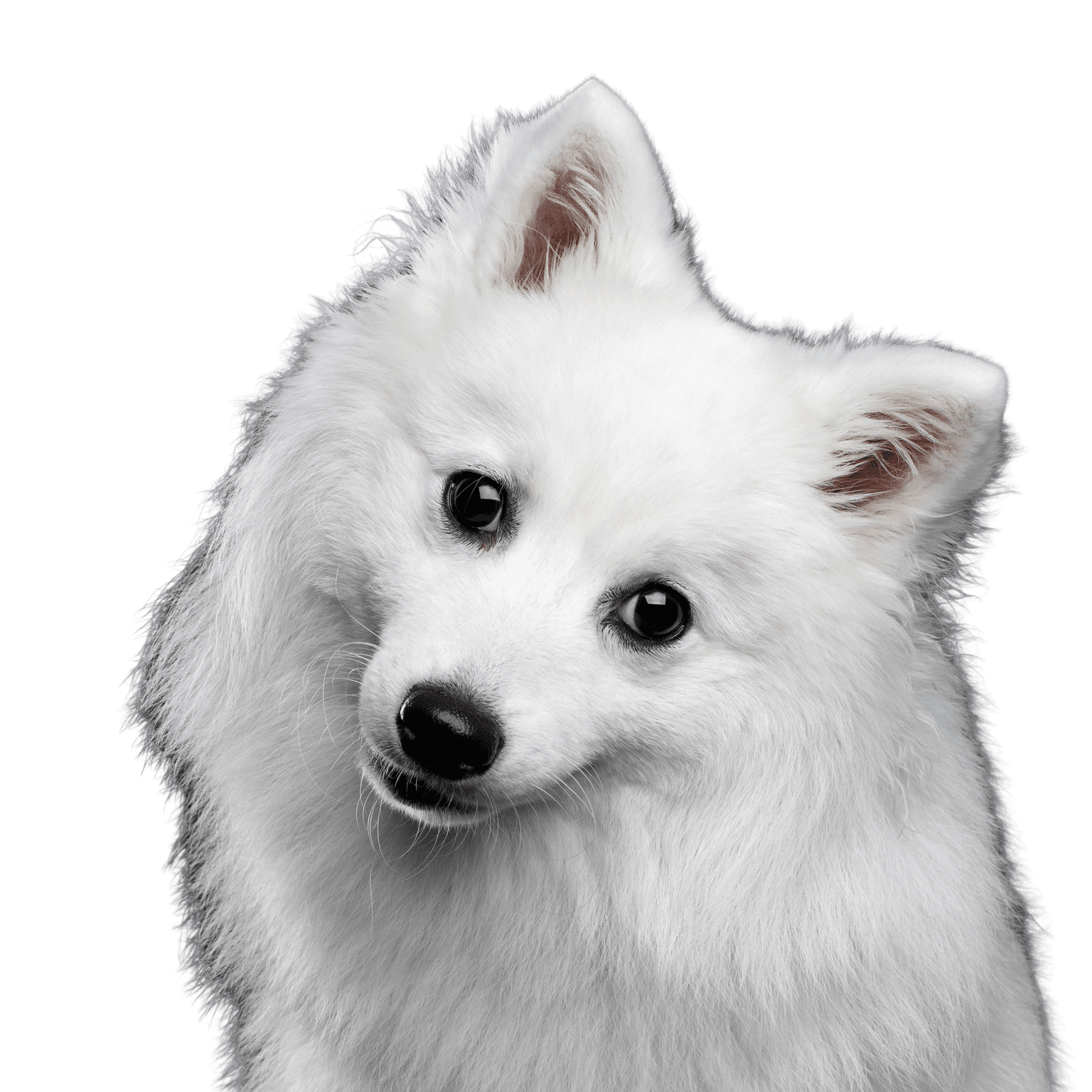 spitz japonés blanco Perro, mamífero, vertebrado, cánido, raza de perro, blanco, spitz japonés, volpino italiano, carnívoro, perro esquimal americano, pequeño perro blanco spitz