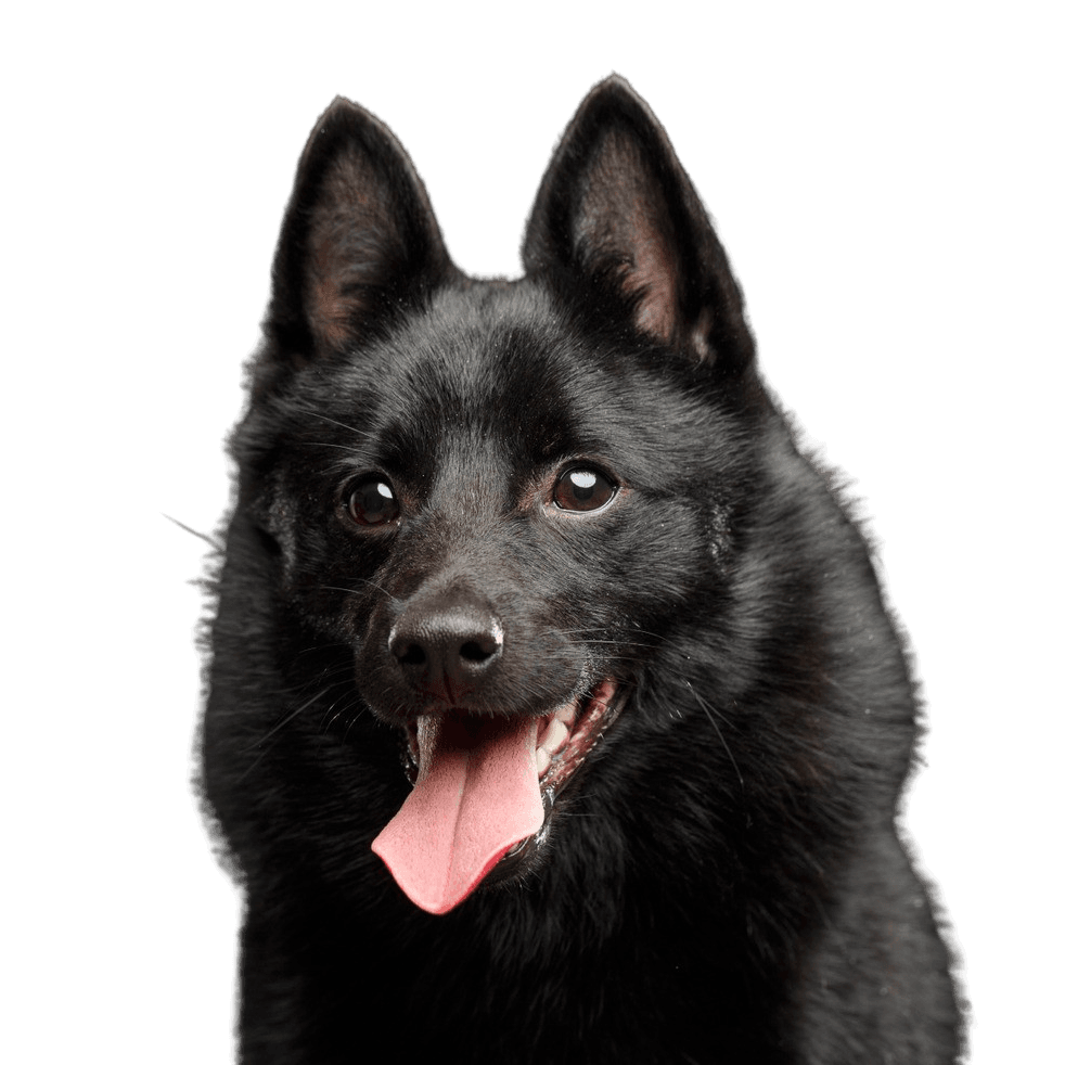 Descripción de la raza Schipperke