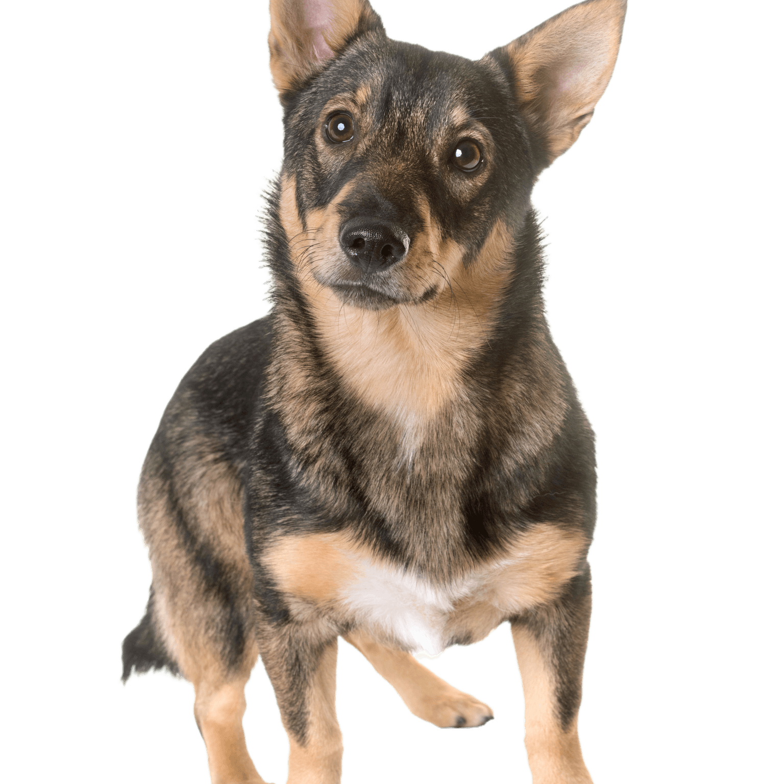 Vallhund sueco Vallhund sueco de pie