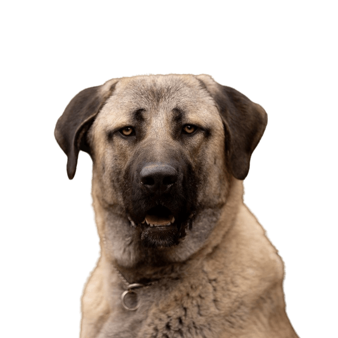 Temperamento del perro pastor de Anatolia, descripción de la raza de una gran raza de Turquía.
