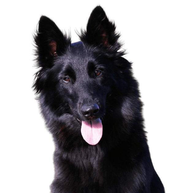 Temperamento Groenendael, Descripción de la raza de perro Pastor Belga Negro