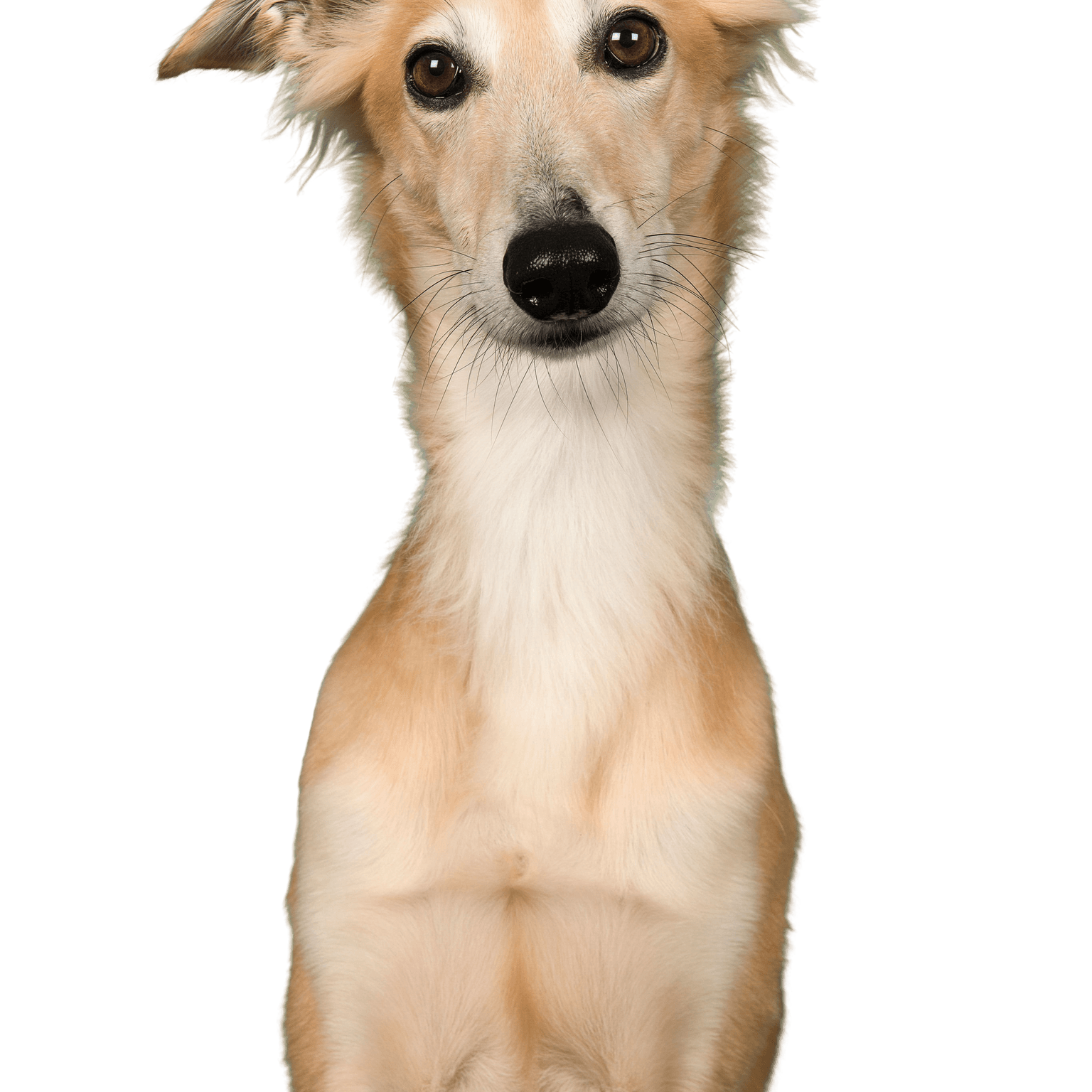 Perro, Mamífero, Vertebrado, Raza de perro, Canidae, Whippet de pelo largo, Carnívoro, Whippet, Galgo sedoso, Perro de compañía, Gran perro blanco, Galgo