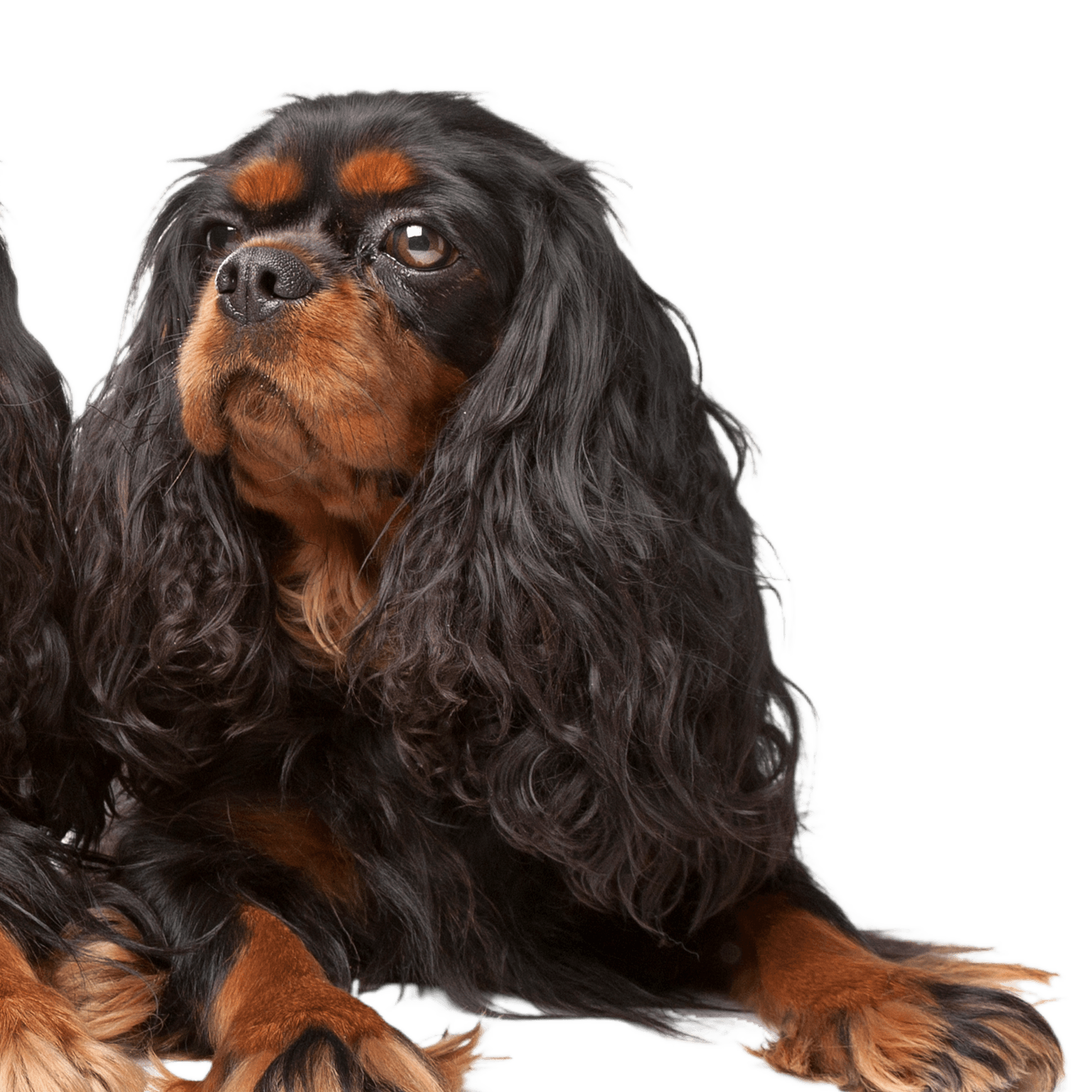 King Charles Spaniel, aussi connu sous le nom d'English Toy Spaniel