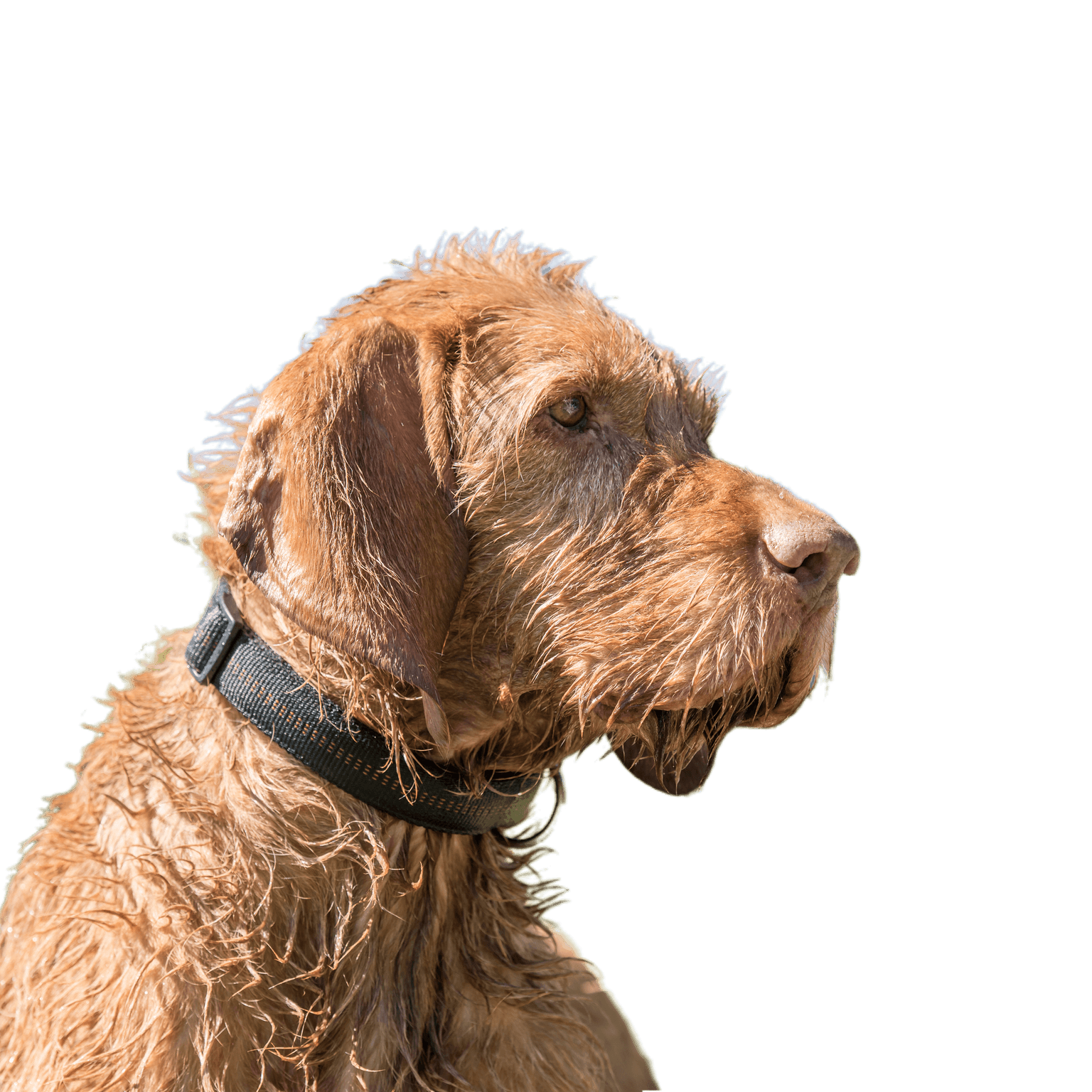 Ancien portrait de chien Magyar Vizsla. Le chien est assis et regarde de côté vers le ciel bleu