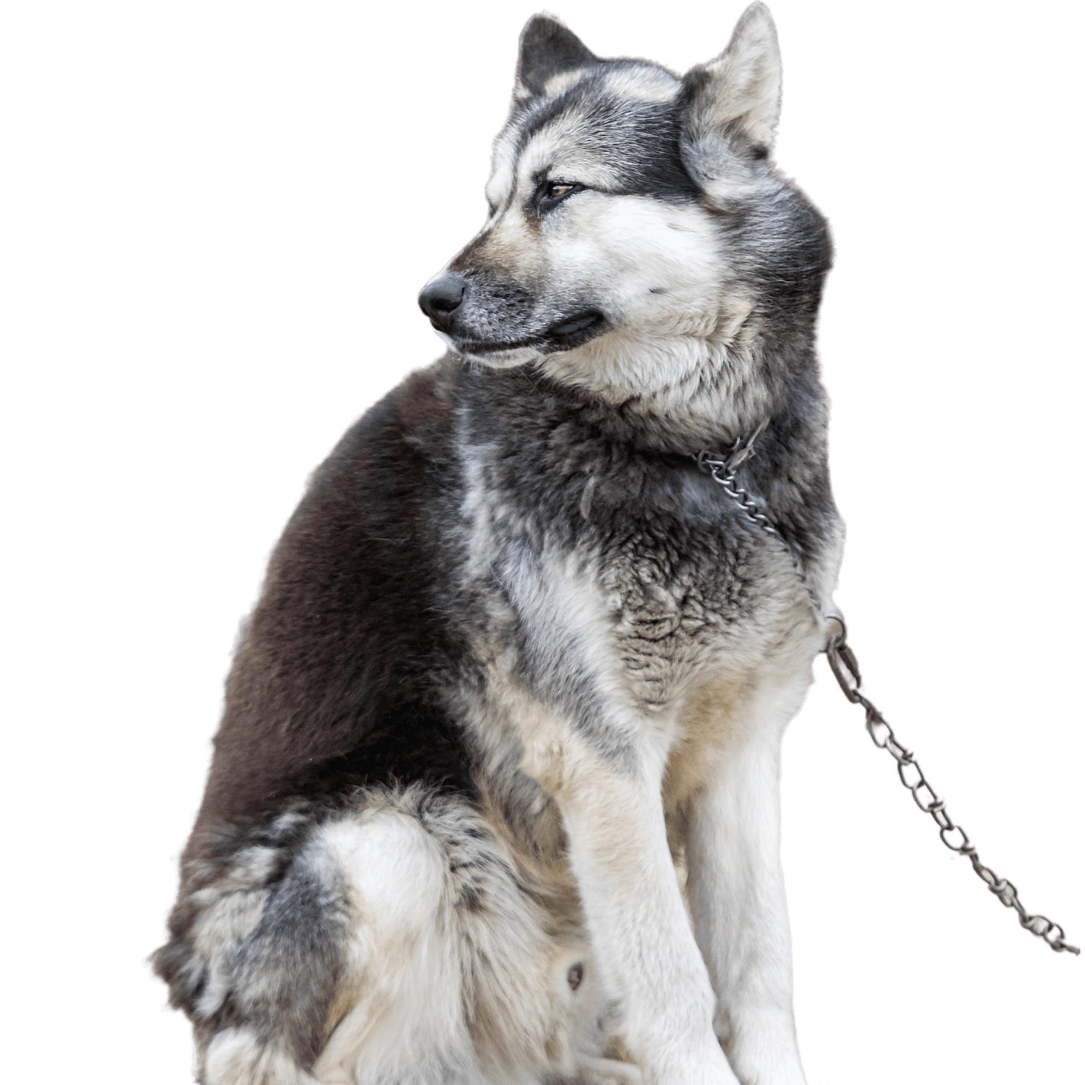 Un chien eskimo arctique canadien se tient à l'extérieur à Clyde River, Nunavut, Canada. Un chien eskimo arctique canadien se tient à l'extérieur à Clyde River, Nunavut, Canada.
