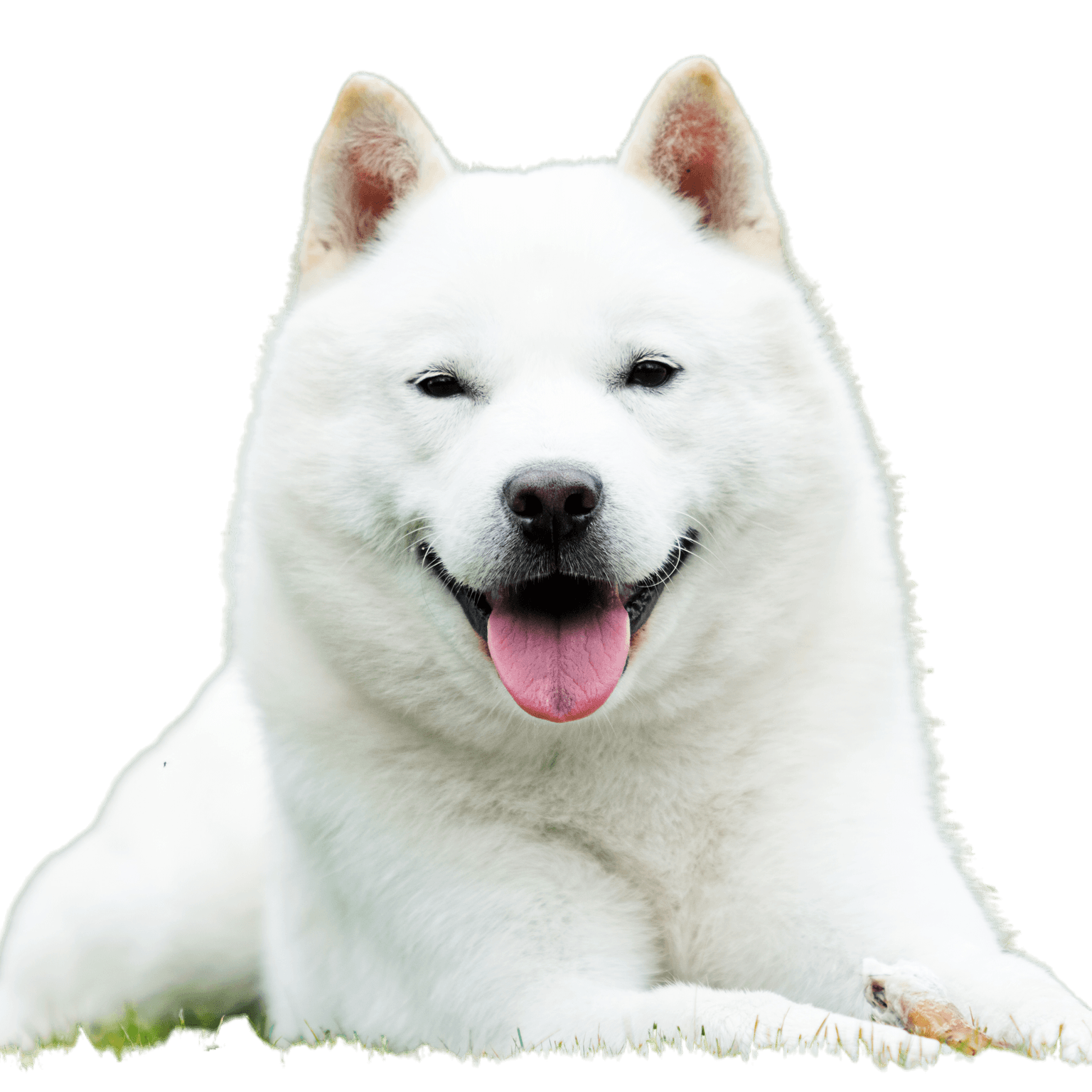 Le chien japonais d'Hokkaido sourit avec sa langue