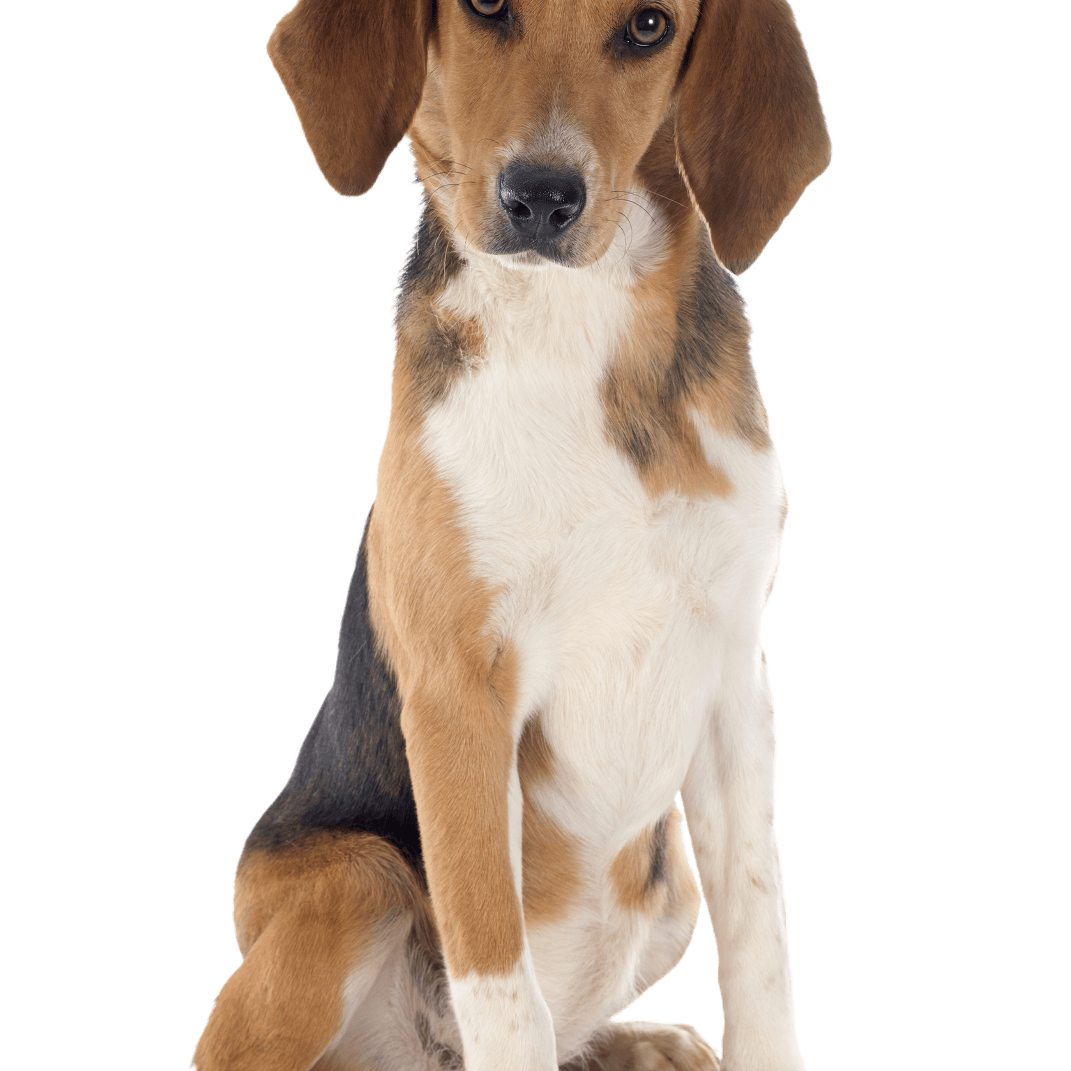 Jeune beagle harrier sur fond blanc