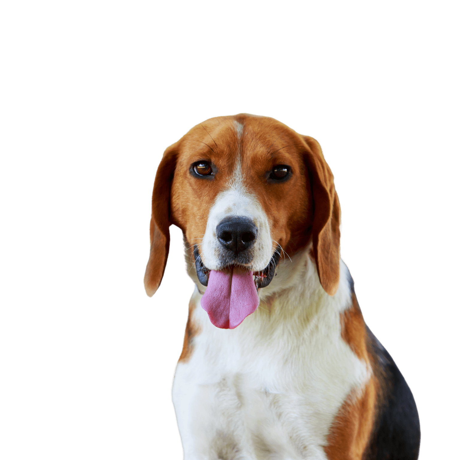 Description de la race du Foxhound américain, chien similaire au Beagle