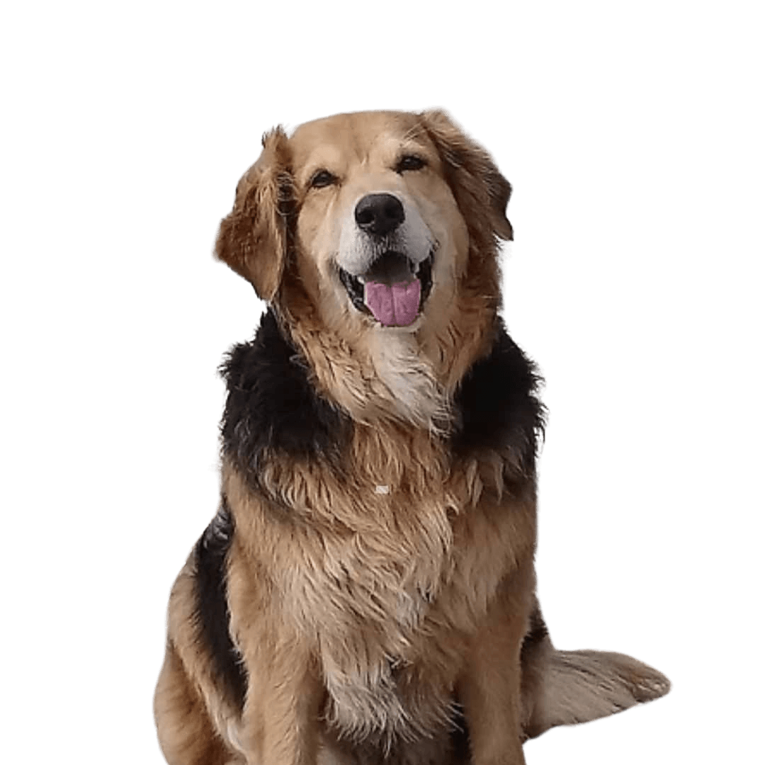 Australian Retriever © Beatrice Wojaczek Hund,Fleischfresser,Hunderasse,Kitz,Begleithund,Leber,Arbeitstier,Jagdhund,Golden Retriever,Tierbedarf,