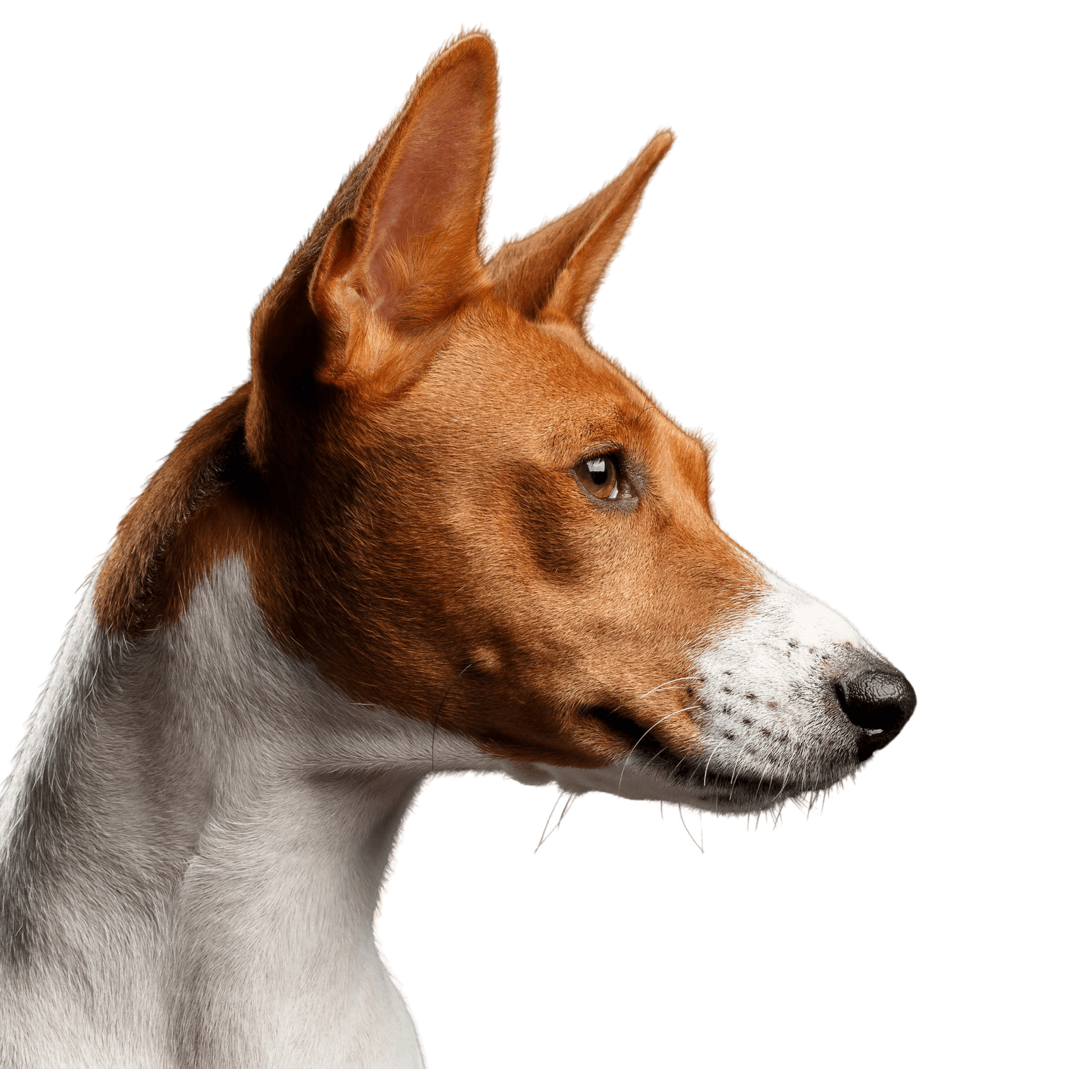 chien, basenji, mammifère, vertébré, canidé, race de chien, carnivore, chien ibizan, podenco canario, muselière