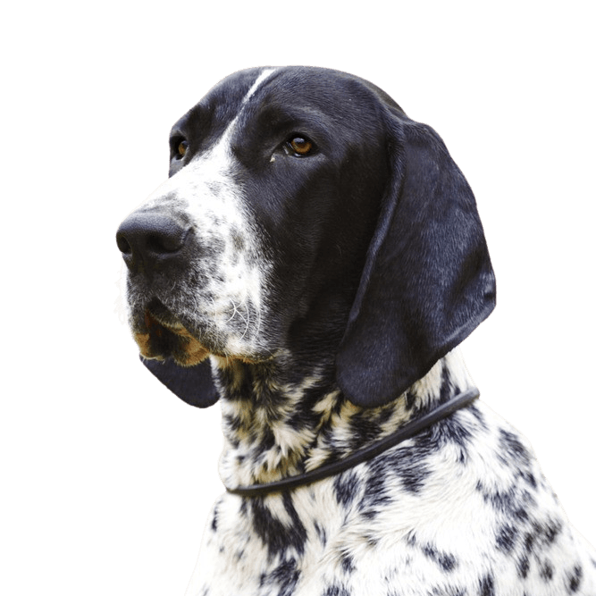 Description de la race Braque d`Auvergne, tempérament et aspect du chien d`attaque français, chien de chasse noir et blanc, chien de chasse de race française.