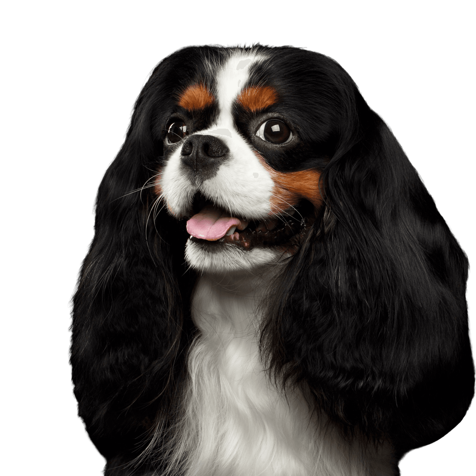 Chien, Vertébré, Canidé, Mammifère, Race de chien, Épagneul Cavalier King Charles, Épagneul King Charles, Carnivore, Chien de compagnie, Épagneul, Petit chien tricolore