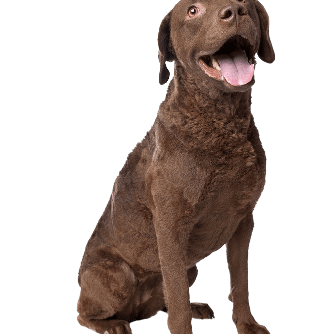 Description du tempérament et de la race du Chesapeake Bay Retriever