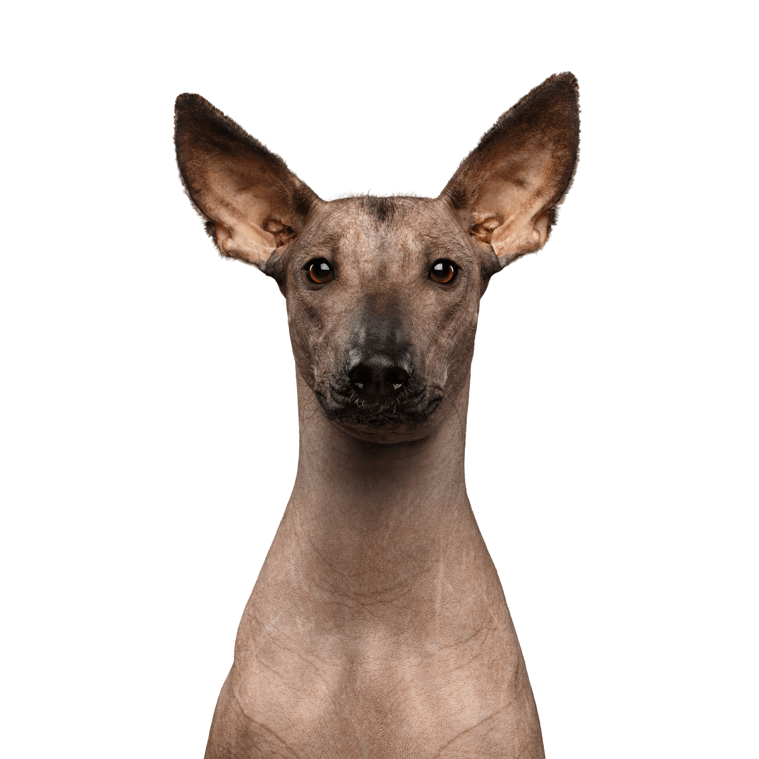 Mammifère, vertébré, chien, Canidae, race de chien, chien nu du Mexique, chien nu du Pérou, carnivore, American hairless terrier, museau,