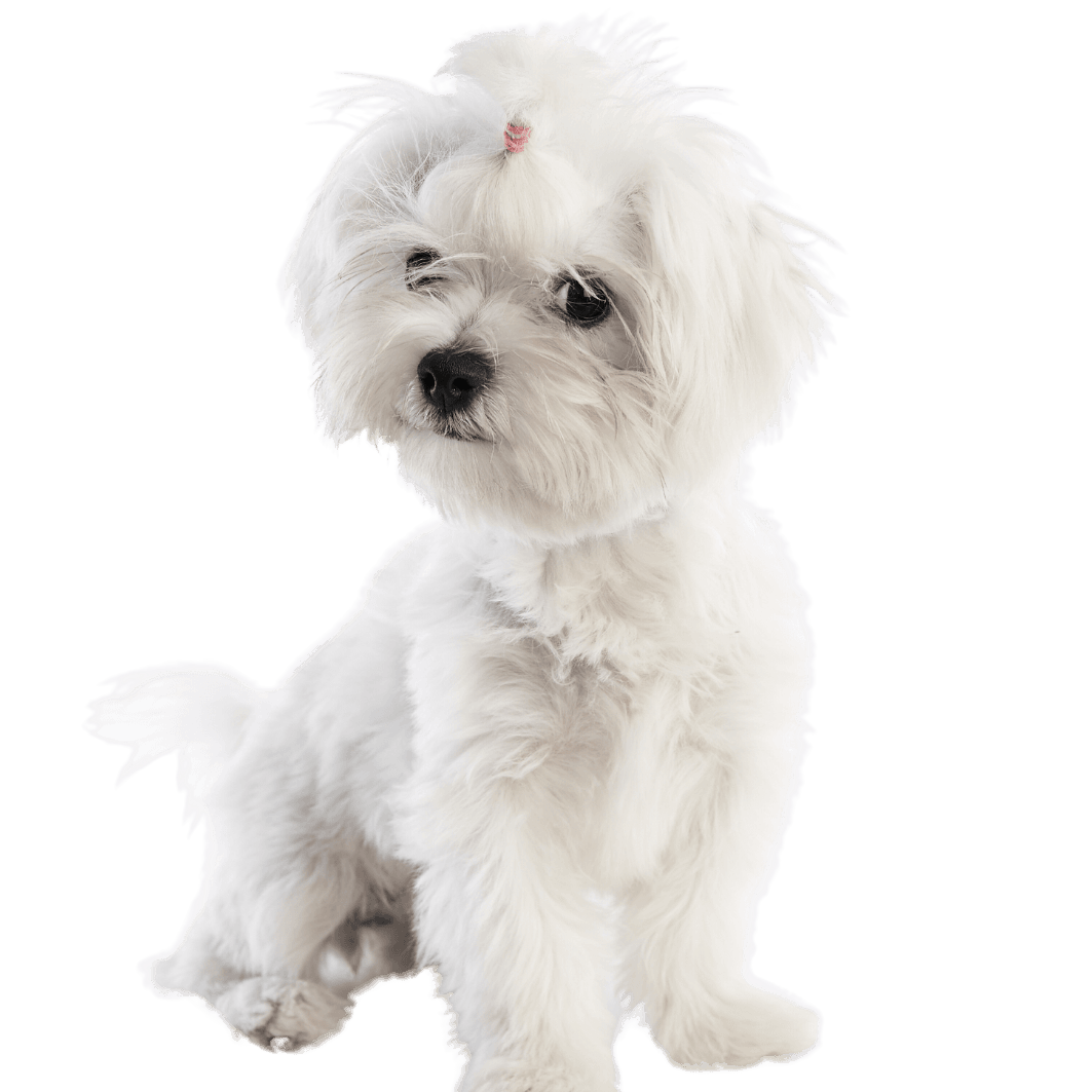 Maltichon chiot bichon frisé croisé maltais