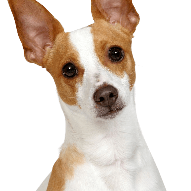 Description de la race du Terrier de chasse Decker Description de la race Decker Hunting Terrier, Decker Rat Terrier, grand rat terrier, race de chien américaine, race de chien inconnue, non reconnue par la FCI, chien brun blanc aux oreilles dressées d'Amérique, petit chien de race, chien à la queue courte, queue courte