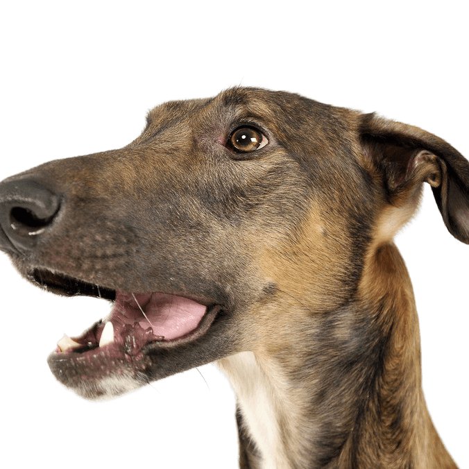 Description de la charte de la race polonaise Chart Polski, lévrier polonais brun, grand chien de race, chien maigre, lévrier de Pologne