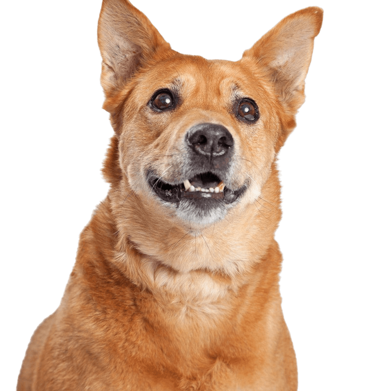 Description de la race du chien Carolina Chien de la Caroline, Dingo américain, chien brun de taille moyenne aux oreilles dressées, Dingo d'Amérique, Chien de race américaine, Chien non reconnu d'Amérique, Chien des États-Unis, Chien des habitants, Chien autochtone, Chien reproducteur, Chien libre, Description de la race