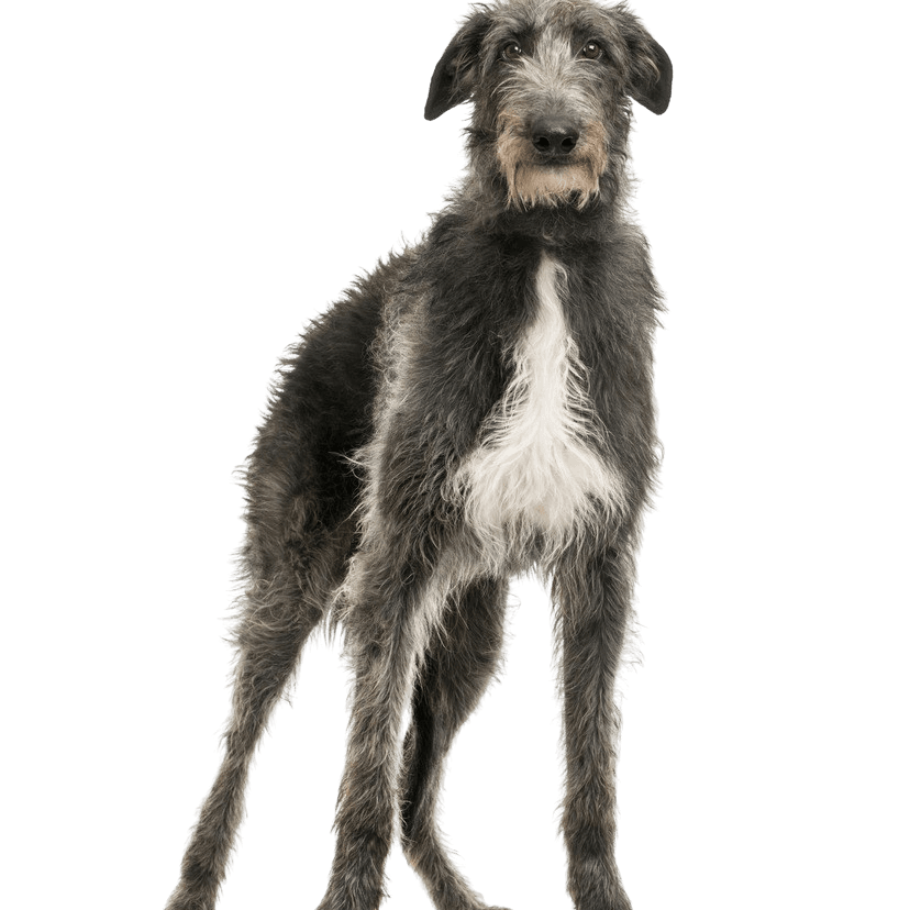 Description de la race du Deerhound Deerhound écossais, grand chien à poil dur, grand chien gris, lévrier gris