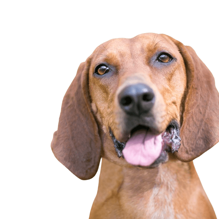 Description de la race Redbone Coonhound, chien aux oreilles tombantes, chien brun roux d'Amérique, race de chien aux grandes oreilles non reconnue, grand chien de chasse, chien similaire au Magyar Vizsla, chien similaire au Foxhound, race rouge